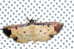 Crambid Moth (Eulepte gastralis) (8367458313).jpg
