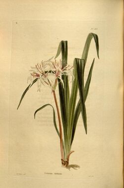 Crinum viviparum Loddiges.jpg