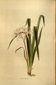 Crinum viviparum Loddiges.jpg