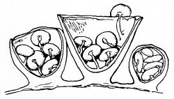 Drawing of three cup-shaped structures vertically bisected to reveal the contents within. The middle cup structure is the largest; it has an open top and has five smaller disc shaped object within, all attached to thin cords to the cup. The left and right structures are smaller, and also contain discs attached by cords; the rightmost structure is the smallest, and its top is not open, unlike the other two structures.