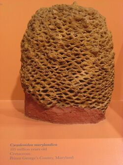 Fossilized honeycombed structure on display