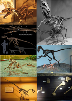 Deinonychosauria diversity.png