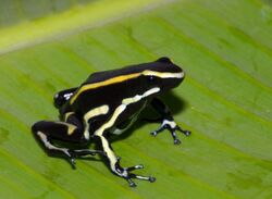 Dendrobates truncatus03.jpg