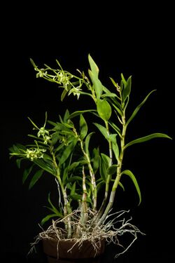 Dendrobium archipelagense Howcroft & W.N.Takeuchi, Sida 20 464 (2002) (47073835504).jpg
