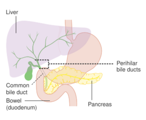 Diagram showing the position of the perihilar bile ducts CRUK 357.svg