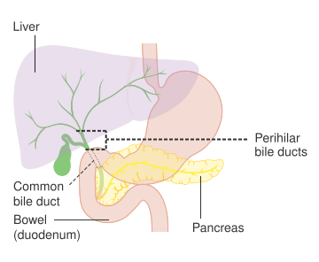 File:Diagram showing the position of the perihilar bile ducts CRUK 357.svg