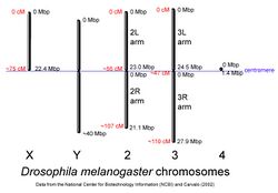 Drosophila-chromosome-diagram.jpg