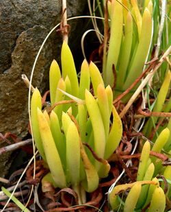 Dudleya viscida 1.jpg