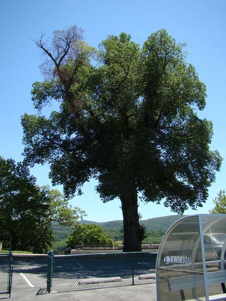 File:Dutch Elm Disease affecting a mature English Elm at Wst Point, NY June 2010.jpg