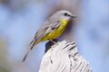 Eastern Yellow Robin 2007.jpg