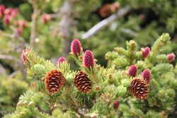 Engelmann Spruce cones RMNP.jpg