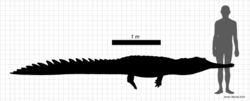 Eothoracosaurus size.png