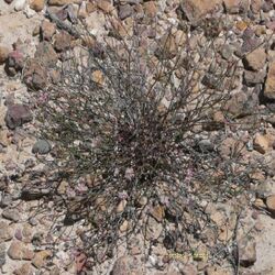 Eriogonum apricum.jpg