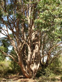 Eucalyptus cloeziana.jpg