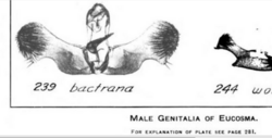 Eucosma bactrana male gentilia sketch of male gentilia, 1922.PNG