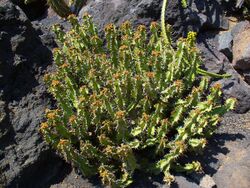 Euphorbia barnardii 01.JPG