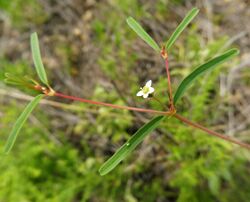 Euphorbia missurica.jpg