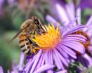 European honey bee extracts nectar.jpg