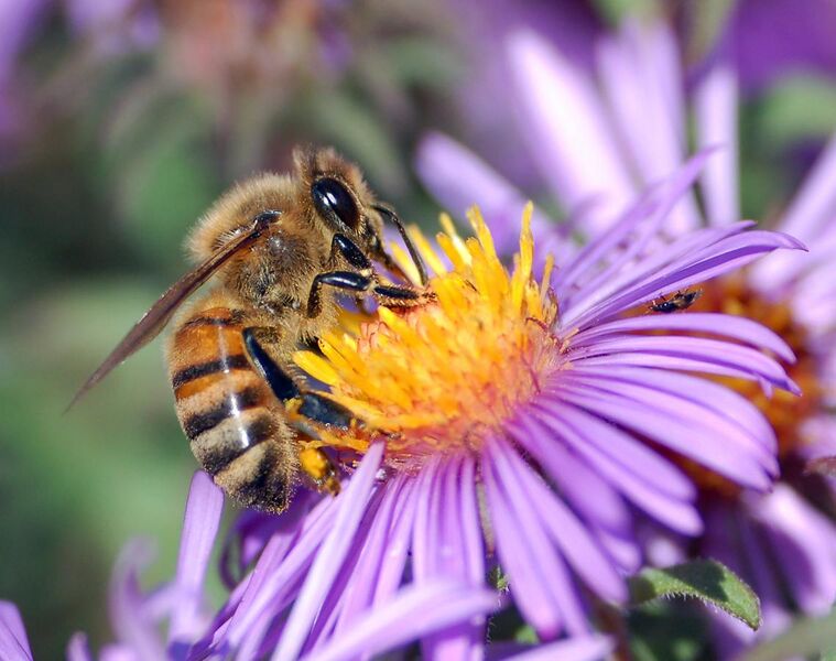 File:European honey bee extracts nectar.jpg