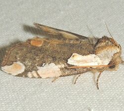 Euthyatira pudens - Dogwood Thyatirid Moth (15875335787).jpg