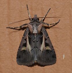 Feltia herilis - Master's Dart Moth (14935724580).jpg