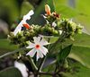 Flower & flower buds I IMG 2257.jpg