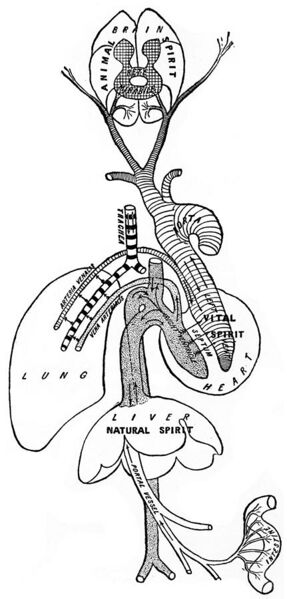 File:Galen's "Physiological system" Wellcome M0000376.jpg