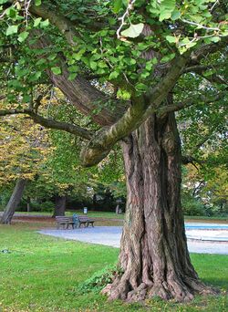 Ginkgo Stamm.jpg