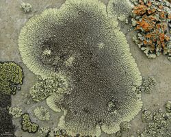 Golden Moonglow Lichen and Others (3816796922).jpg