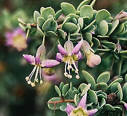 Grabowskia boerhaviifolia (8705355002).jpg