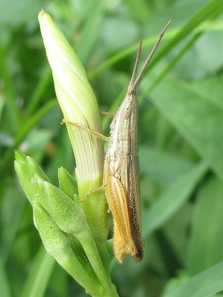 File:Grasshopper - Lentulidae (6805369030).jpg