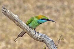 Green bee-eater (Merops orientalis ceylonicus) with bee.jpg