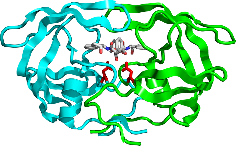 File:HIV protease 1EBY.png