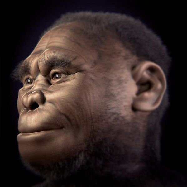 File:Homo floresiensis v 2-0.jpg
