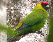 A green parrot with blue-tipped wings, a yellow nape, a black face, a red forehead, and two long, black tufts of feathers extending from the forehead to behind the head with red at the ends