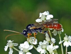 Ichneumonidae - Tryphon rutilator.jpg