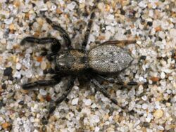 Kaldari Terralonus californicus male 02.jpg