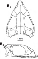 Kuehneosaurus skull.png