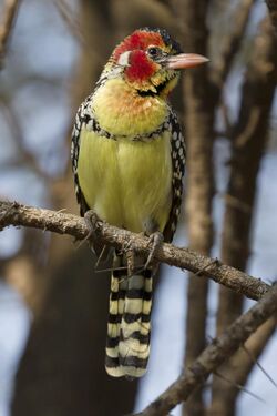 Lake Manyara Bartvogel.jpg