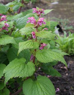 Lamium orvala 11.jpg