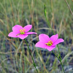 Largeflower Rose Gentian (5688558040).jpg