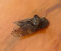 Ledra aurita. Horned Leafhopper - Flickr - gailhampshire.jpg