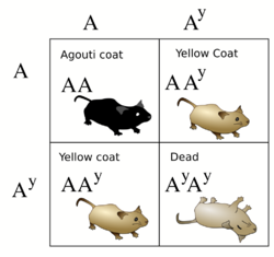 Lethal alleles punnett square.svg