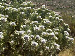 Leucadendron männliche Blüte.JPG