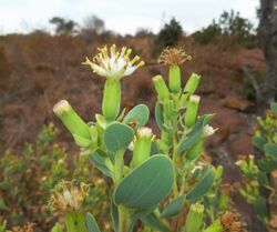 Lopholaena coriifolia, blomme, Little Eden.jpg