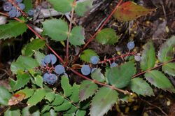 Mahonia nervosa - Oregon grape.jpg