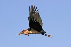 Marabou stork (Leptoptilos crumenifer) in flight 2.jpg
