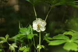 Mayapple flower 2.jpg