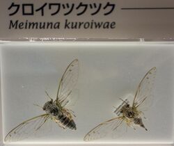 Meimuna kuroiwae - National Museum of Nature and Science, Tokyo - DSC07092.JPG