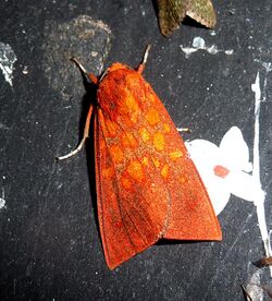 Melese species (intensa^). Arctiinae. - Flickr - gailhampshire.jpg